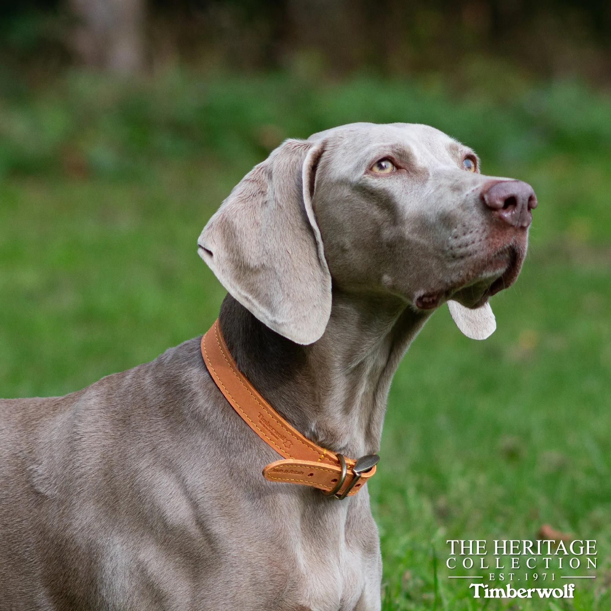 Ancol - Timberwolf Leather Collar - Mustard - Size 2
